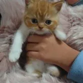 マンチカン(長足)【兵庫県・女の子・2023年9月15日・レッドタビー&ホワイト】の写真1