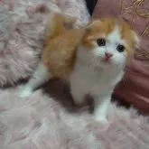 スコティッシュフォールド(折れ耳)【兵庫県・男の子・2023年5月22日・レッドタビー&ホワイト】の写真1