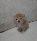 マンチカン(長足)【兵庫県・男の子・2022年4月10日・レッドタビー&ホワイト】の写真1