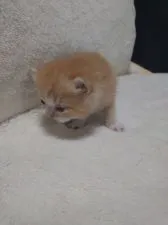 マンチカン(長足)【兵庫県・男の子・2022年4月10日・レッドタビー&ホワイト】の写真2