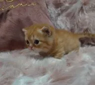 マンチカン(短足)【兵庫県・男の子・2022年10月18日・レッドタビー】の写真3