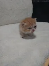 マンチカン(長足)【兵庫県・男の子・2022年4月10日・レッドタビー&ホワイト】の写真4