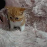 マンチカン(長足)【兵庫県・女の子・2023年9月15日・レッドタビー&ホワイト】の写真4