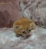 マンチカン(短足)【兵庫県・男の子・2022年10月18日・レッドタビー】の写真5