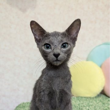 ロシアンブルー【千葉県・男の子・2024年7月29日・ブルー】の写真「お膝の上が大好きさ♬超絶甘えん坊くん♡」