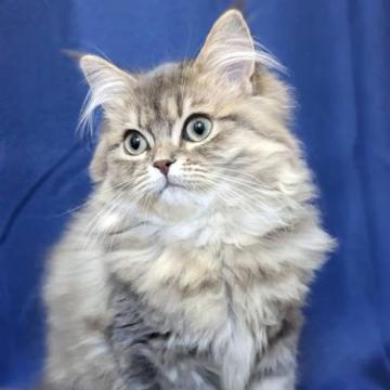 サイベリアン【千葉県・男の子・2022年10月23日・ブルータビー】の写真「アクアブルーの瞳のイケメン王子♬」