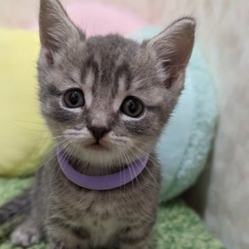 マンチカン(長足)【千葉県・男の子・2023年9月10日・ブルータビー(パープル)】の写真「クリクリお目々のキレイなブルータビーの男の子♬」