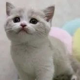 ブリティッシュショートヘア【千葉県・女の子・2023年11月19日・クリームタビー&ホワイト】の写真1