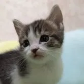 マンチカン(長足)【千葉県・男の子・2023年9月10日・ブラウンタビー&ホワイト】の写真1