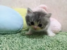 ラガマフィン【千葉県・男の子・2022年4月8日・ブルータビー&ホワイト】の写真3