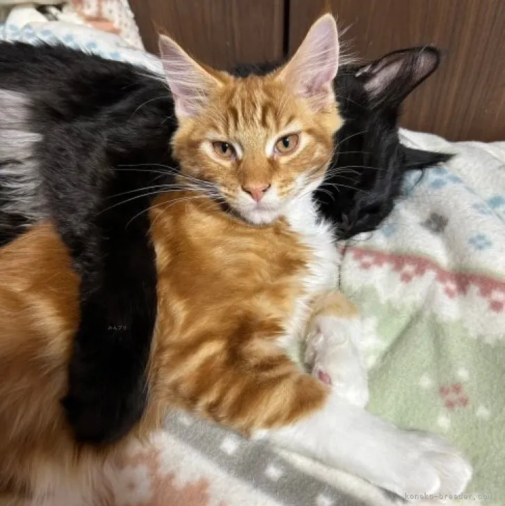 四方竹 様のお迎えした子猫