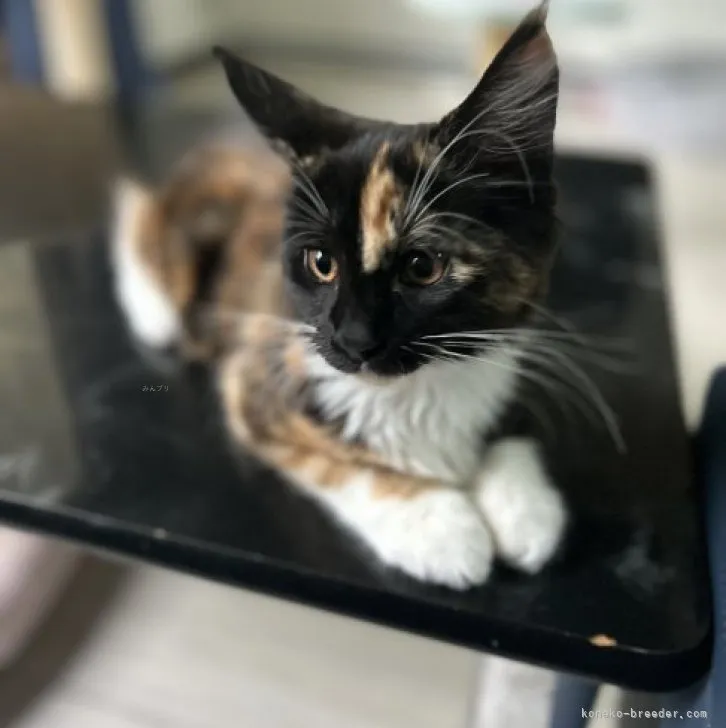 ID:2308-03050の子猫