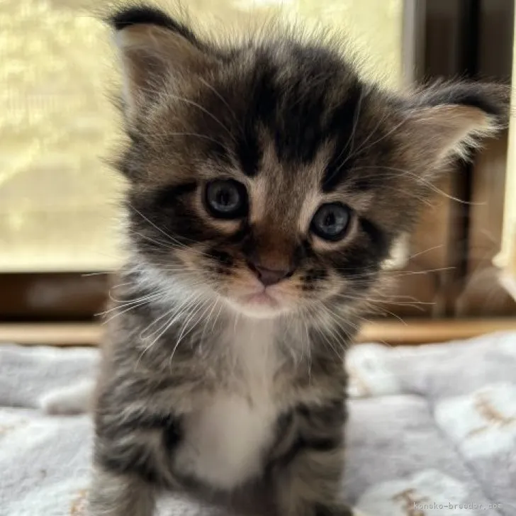 ID:2303-02655の子猫