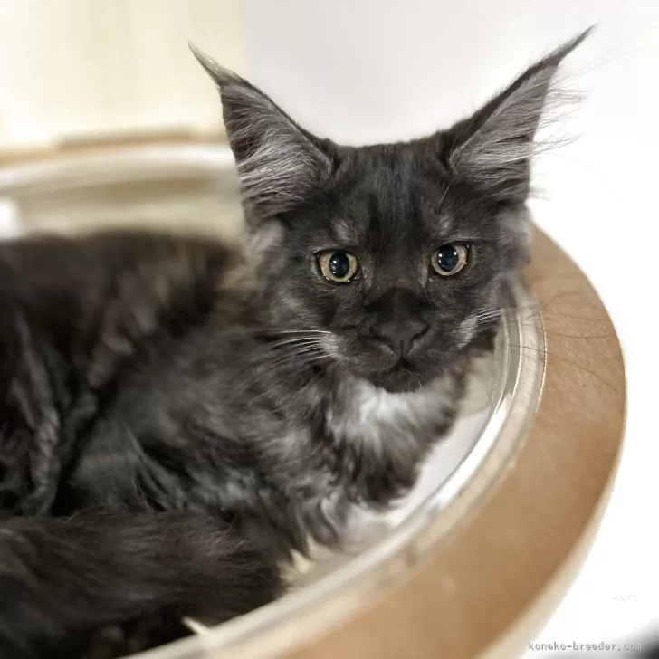 ID:2503-01493の子猫