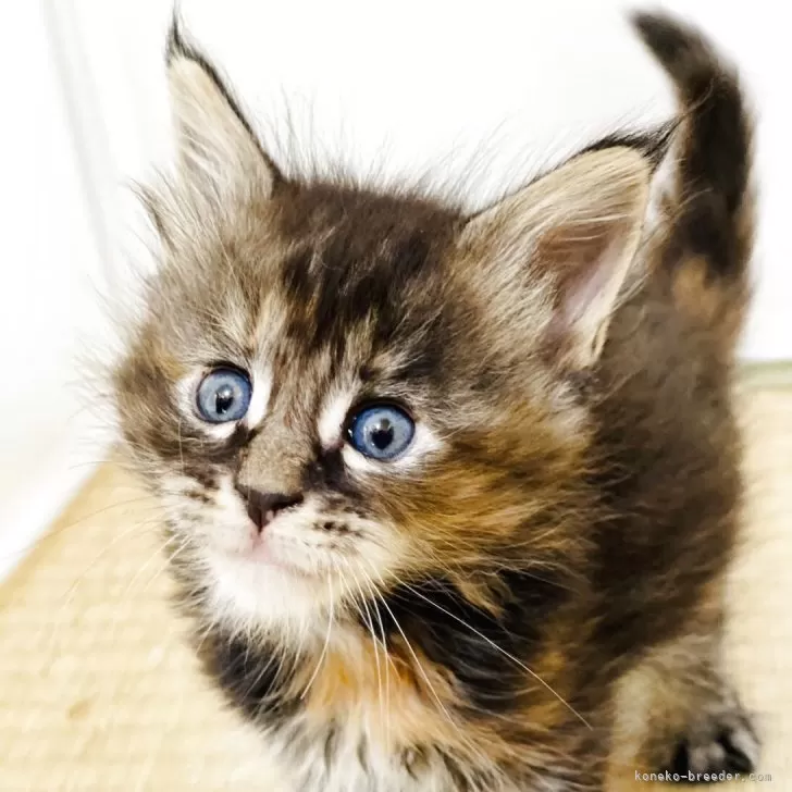 メインクーン【高知県・女の子・2025年9月24日・ブラウンパッチドタビー】の写真1