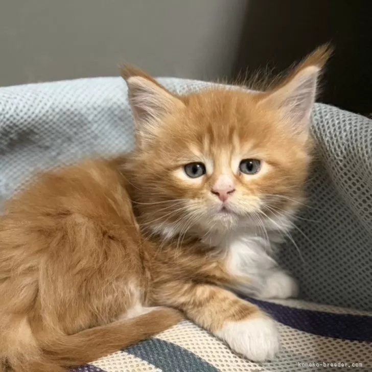 メインクーン【高知県・女の子・2026年2月15日・レッドクラッシックタビー&amp;ホワイト】の写真1