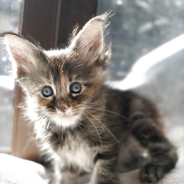 メインクーン【高知県・女の子・2025年9月24日・ブラウンパッチドタビー】の写真「7頭兄妹です」