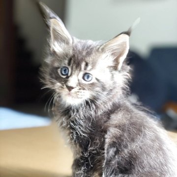 メインクーン【高知県・男の子・2025年9月24日・ブラウンクラッシックタビー】の写真「優しい子」