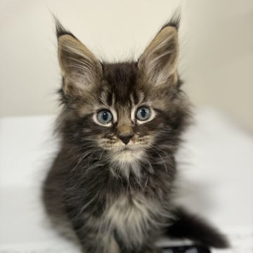 メインクーン【高知県・男の子・2025年9月24日・ブラウンクラッシックタビー】の写真「元気いっぱい」