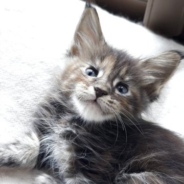 メインクーン【高知県・女の子・2025年9月24日・ブラウンパッチドタビー】の写真「7頭兄妹です」