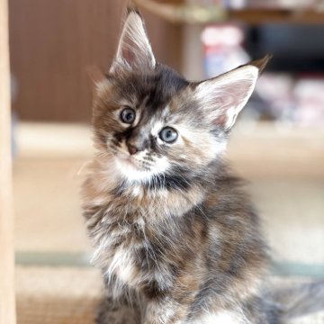 メインクーン【高知県・女の子・2025年9月24日・ブラウンパッチドタビー】の写真「大きい子」