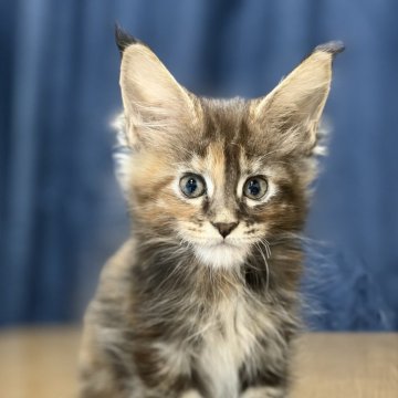 メインクーン【高知県・女の子・2025年9月24日・ブラウンパッチドタビー】の写真「7頭兄妹です」