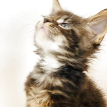 メインクーン【高知県・男の子・2025年9月24日・ブラウンクラッシックタビー】の写真「7頭兄妹です」