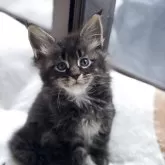 メインクーン【高知県・男の子・2025年9月24日・ブラウンクラッシックタビー】の写真4