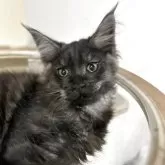 メインクーン【高知県・男の子・2025年2月11日・ブラックスモーク】の写真5