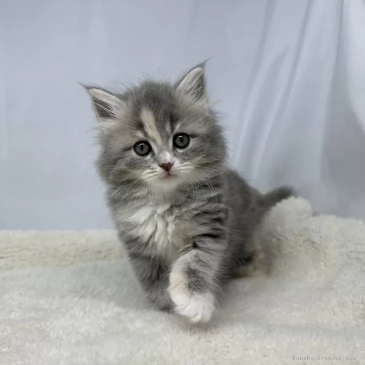 ID:2407-00601の子猫