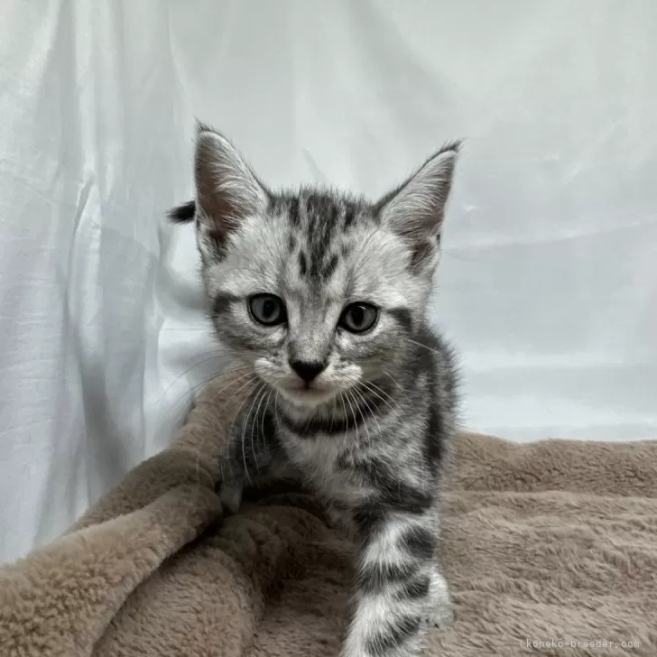ID:2407-00589の子猫