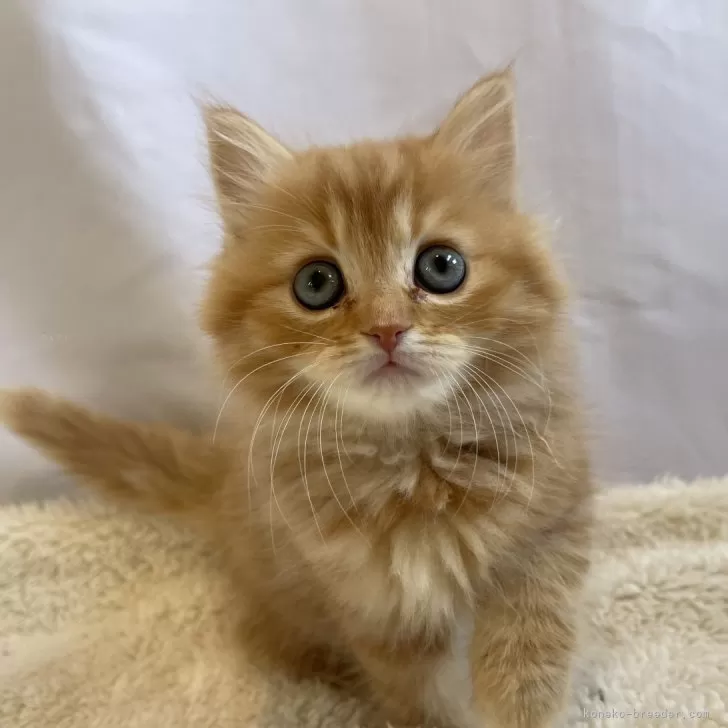 ID:2401-01566の子猫