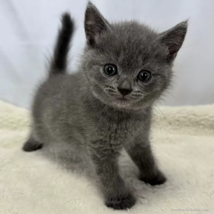 ID:2405-02152の子猫