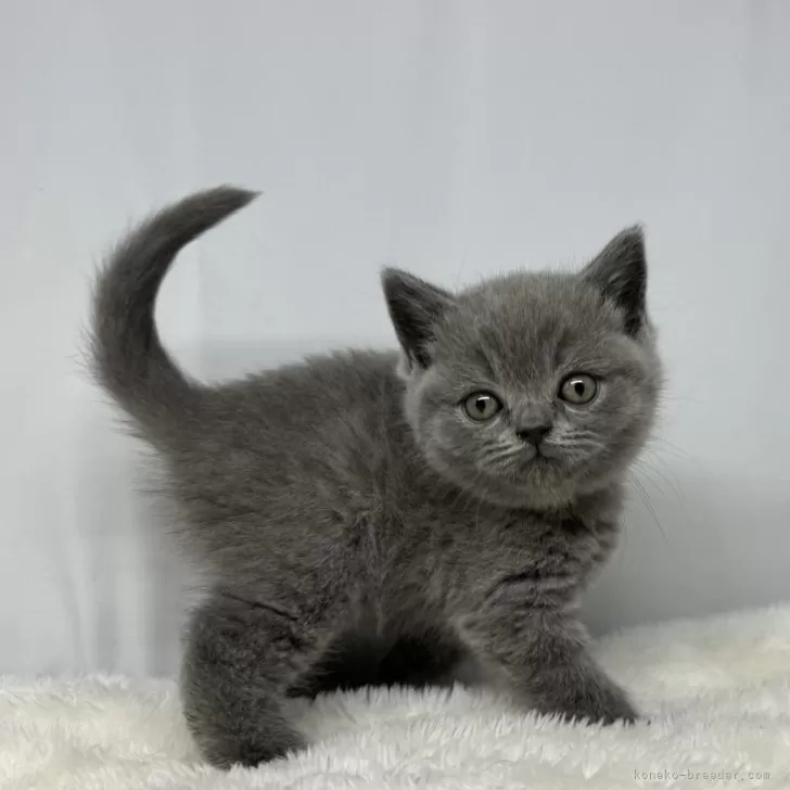 ID:2407-01363の子猫
