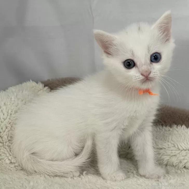 ID:2404-02302の子猫