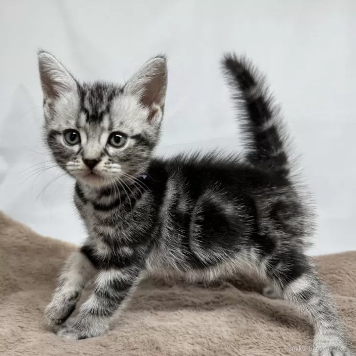 ID:2407-00585の子猫