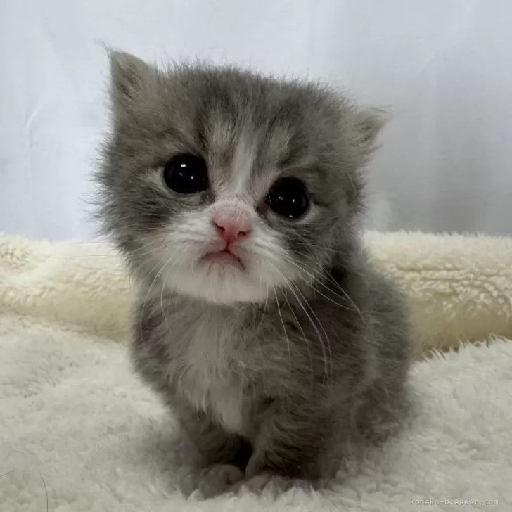 ID:2406-01757の子猫
