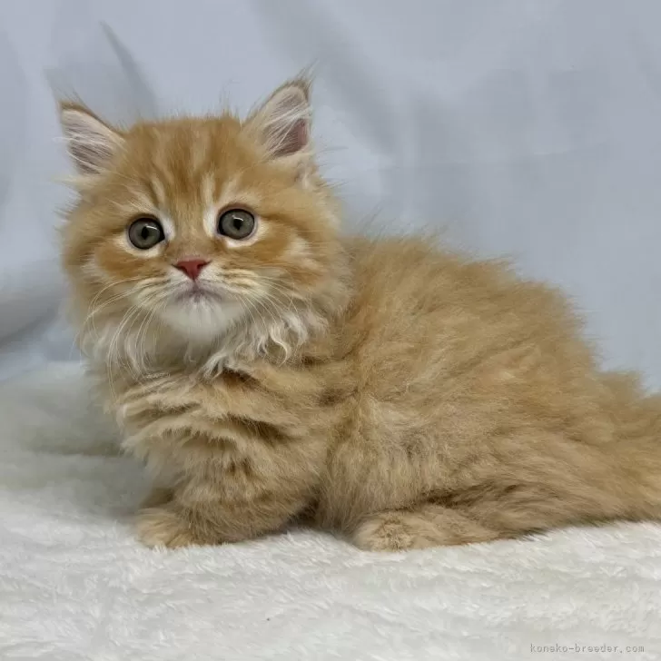 ID:2407-02285の子猫