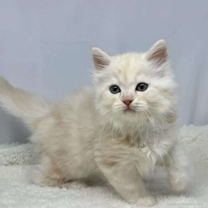 ID:2409-02789の子猫
