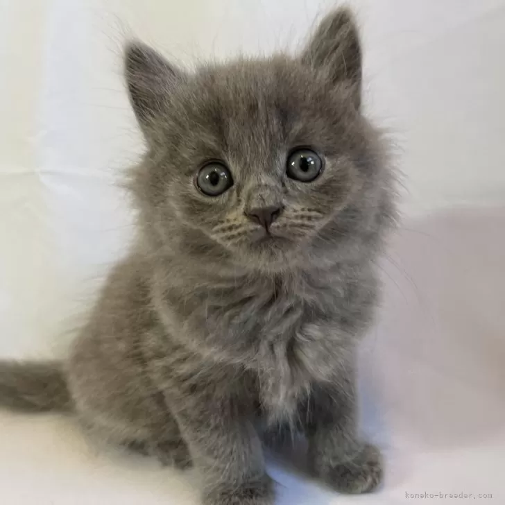 ID:2401-01587の子猫