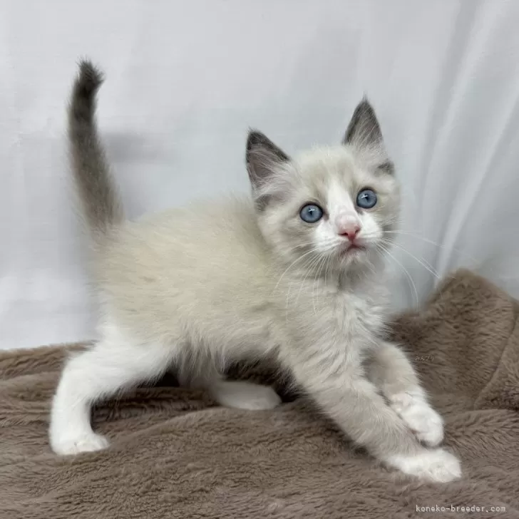ID:2406-02871の子猫