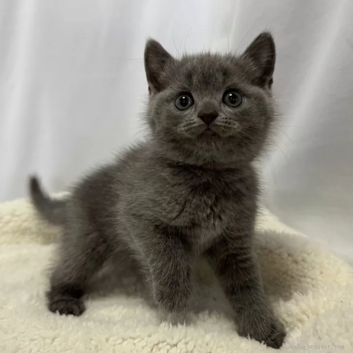 ID：2405-02169の子猫