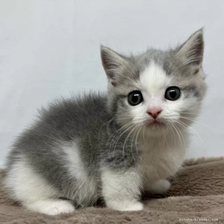 ID:2406-03544の子猫