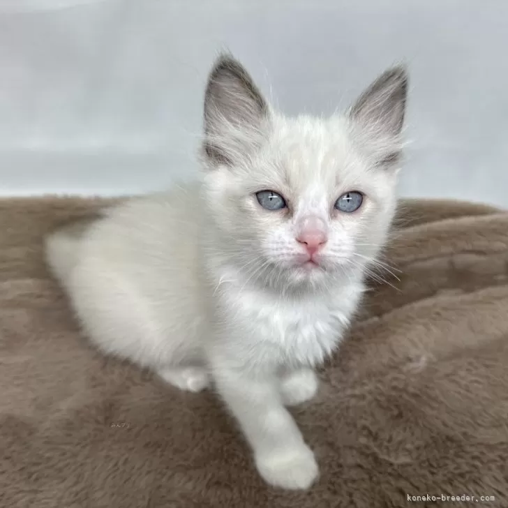 ID：2406-02862の子猫