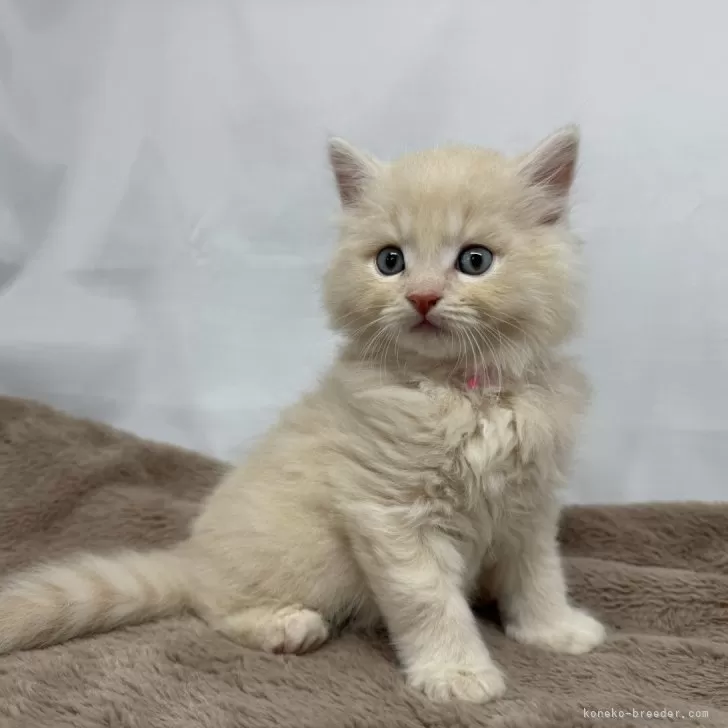 ID:2406-01760の子猫