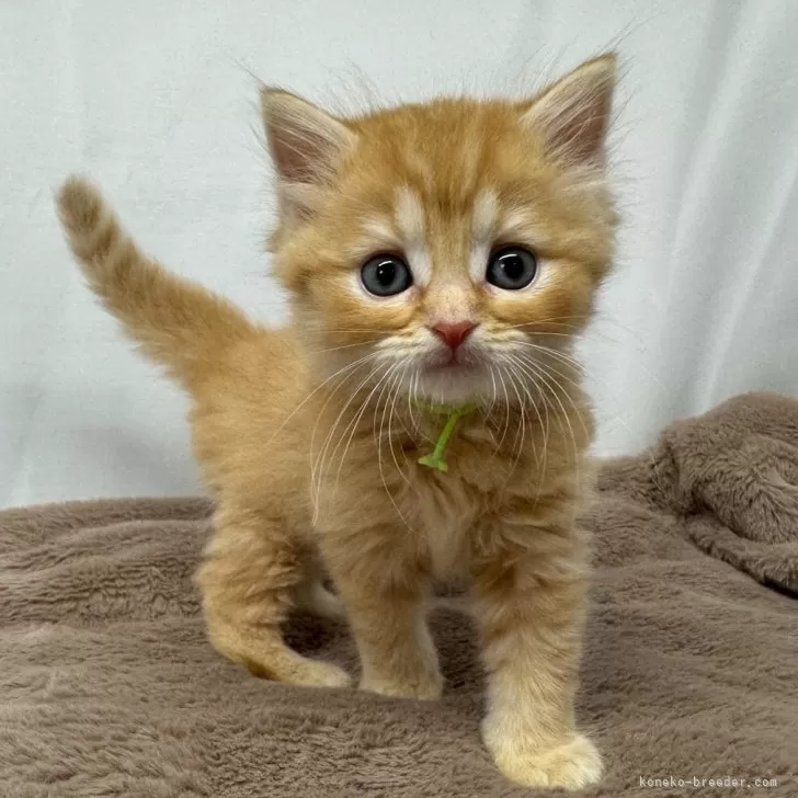 ID:2406-01762の子猫