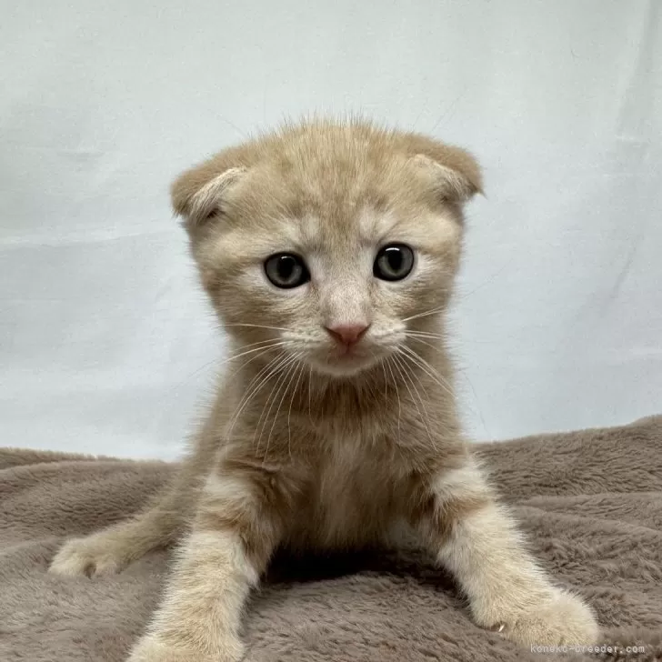 ID：2407-00597の子猫