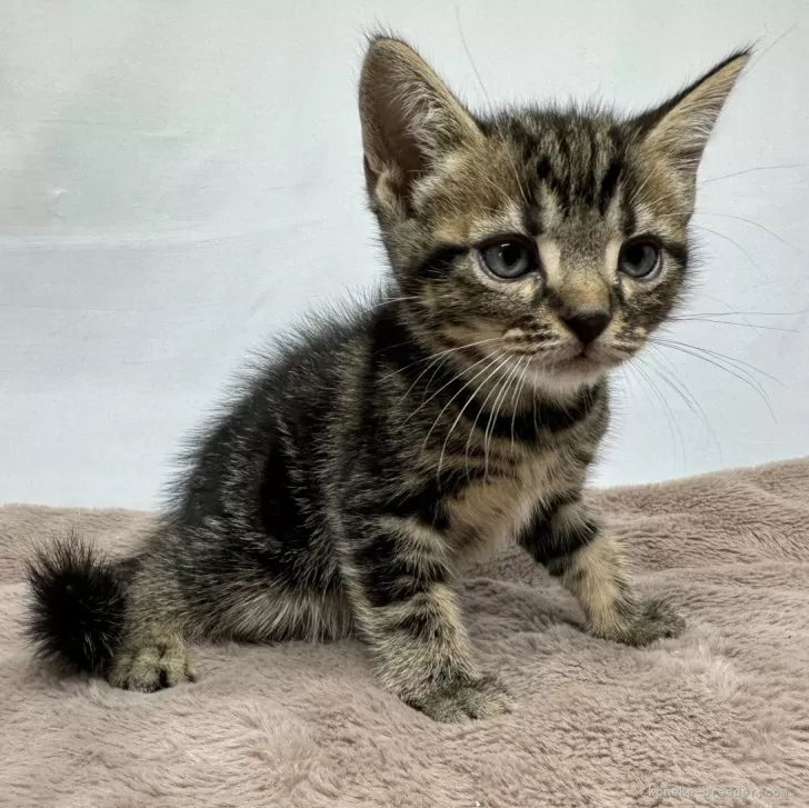 ID：2407-00586の子猫