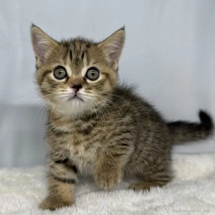 むぎむぎ 様のお迎えした子猫