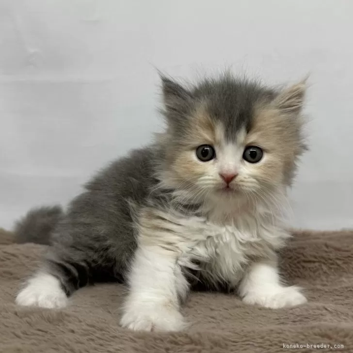 ID：2406-02486の子猫